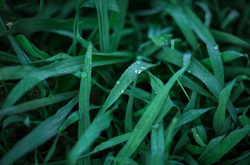 Morning dew on the grass
