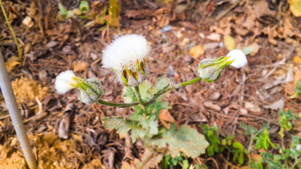 Dandelion