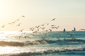 Een zwerm meeuwen bij zonsopgang in het zonlicht boven de zee. Silhouetten van meeuwen over de golven en de zee. Conceptuele afbeelding vlucht van vrijheid