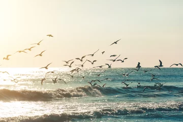 Photo sur Plexiglas Style romantique Un troupeau de mouettes à l& 39 aube au soleil sur la mer. Silhouettes de mouettes sur les vagues et la mer. Image conceptuelle vol de liberté