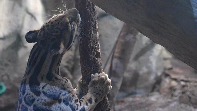 Clouded Leopard looking for food as it licks log with food placed in it for enrichment.