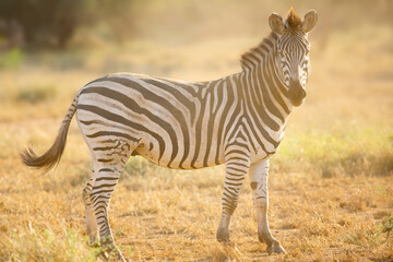 Zebra, Equus quagga, stallion portrait in soft golden backlight, Kruger Park - 473624918