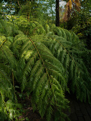 fern in the forest