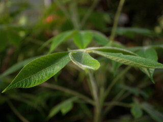 Fototapeta na wymiar leaf with dew drops