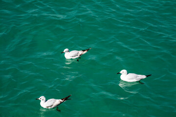seagulls on the water