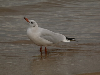 Juvenile black-headed gull (Chroicocephalus ridibundus) sanding in the water, Gdansk, Poland