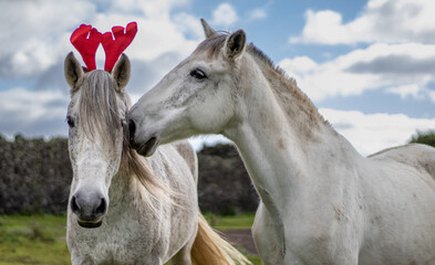Fototapeta na wymiar Cute and funny horse, christmas, red hat, outdoors.