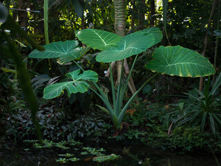 tropical plants in the jungle