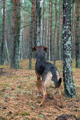Pies w lesie