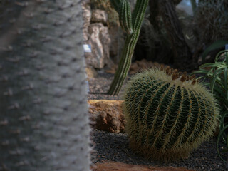 cactus in the garden