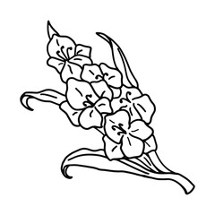 Gladiolus flower in doodle style. Coloring pages. Isolated vector.