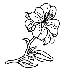 Lily flower in doodle style. Coloring pages. Isolated vector.