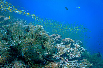 Naklejka na ściany i meble Schooling fish at the coral reef