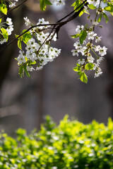 Obraz premium white blossom in spring season. flowers on the branch in the garden. beautiful nature background