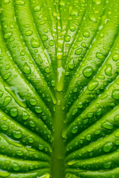 dew on the leaf in the garden. green plant closeup. natural wet texture. fresh nature background