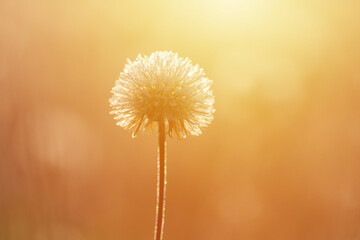 Fototapeta premium Winter meadow at sunrise, flowers and grass lit by morning sun