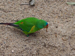 A radiant brightly colored Swift Parrot consuming insect larvae.