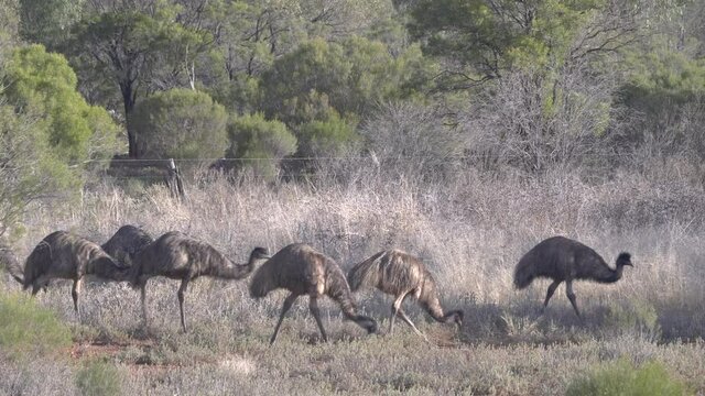 a tracking clip of an emu flock walking and feeding in western nsw, australia