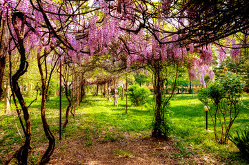 Glicine a primavera 02