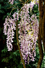 Glicine a promavera 01