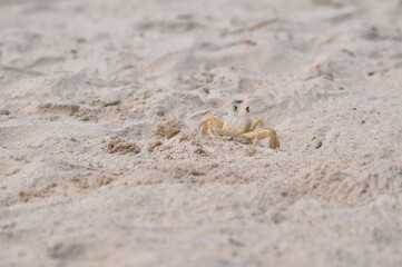 crab on the beach