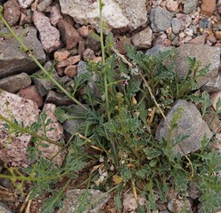 Tiny white desert flowers, selective focus, purposely blurred