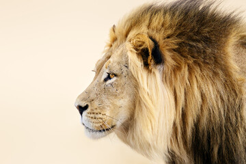 Male lion close-up from the Kgalagadi desert facial portrait in fine art. Panthera leo