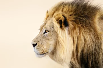 Poster Male lion close-up from the Kgalagadi desert facial portrait in fine art. Panthera leo © EtienneOutram