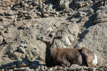 Big Horn Sheep on a Rocky Desert California Mountain as they Relax for the Day with a Ram and a Cow Laying on the Stoney Ground