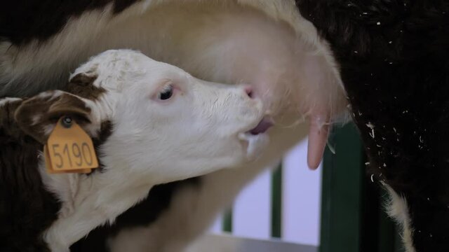 Two cute brown and white calves drinking milk from mother cow udder in stable at agricultural animal exhibition, cattle farm - close up side view. Farming, suckling, feeding, agriculture concept