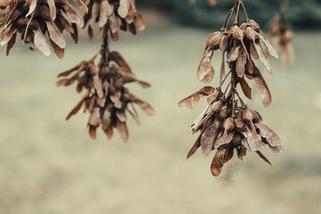 Maple Fruits © orch.idea
