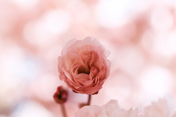 Cherry Blossom © orch.idea