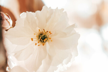 Cherry Blossom - obrazy, fototapety, plakaty