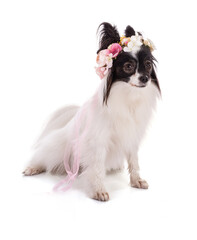 Continental toy spaniel, papillon Dog with a flower crown