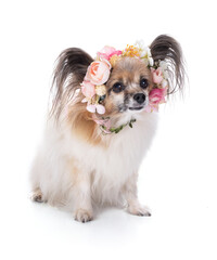 Continental toy spaniel, papillon Dog with a flower crown