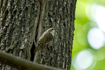 Obraz premium Eurasian treecreeper climbing on the tree. Ornithology in the european forest. Treecreeper feeding young. 