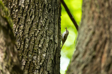 Eurasian treecreeper climbing on the tree. Ornithology in the european forest. Treecreeper feeding young. 