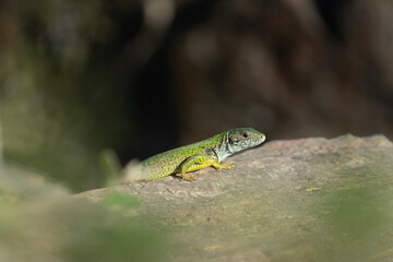 European green lizard bask on the rock. Calm lizard during summer time. European nature. 