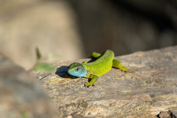 European green lizard bask on the rock. Calm lizard during summer time. European nature. 