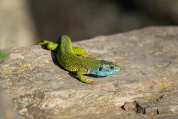 Naklejka na ściany i meble European green lizard bask on the rock. Calm lizard during summer time. European nature. 
