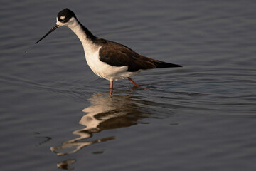 Black-Necked Stilt With Water Droplets Wading in the Marsh
