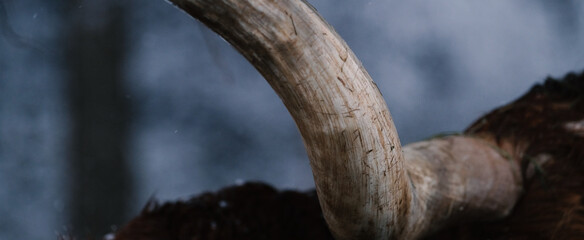 Closeup texture of Texas longhorn cow horn in winter snow with blurred background.