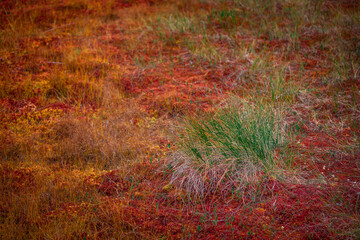 Yellow and red colored mosses and forest in autumn in Tyresta National Park in Sweden.