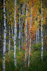 Birch trees withcolored autumn leaves in the Tyresta National Park in Sweden.