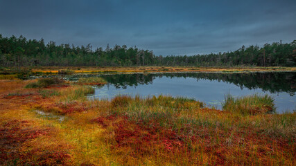 Yellow and red colored mosses with lake and forest in autumn in Tyresta National Park in Sweden.