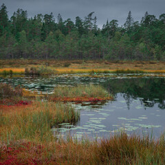 Yellow and red colored mosses with lake and forest in autumn in Tyresta National Park in Sweden.