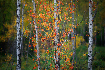 Birch trees withcolored autumn leaves in the Tyresta National Park in Sweden.