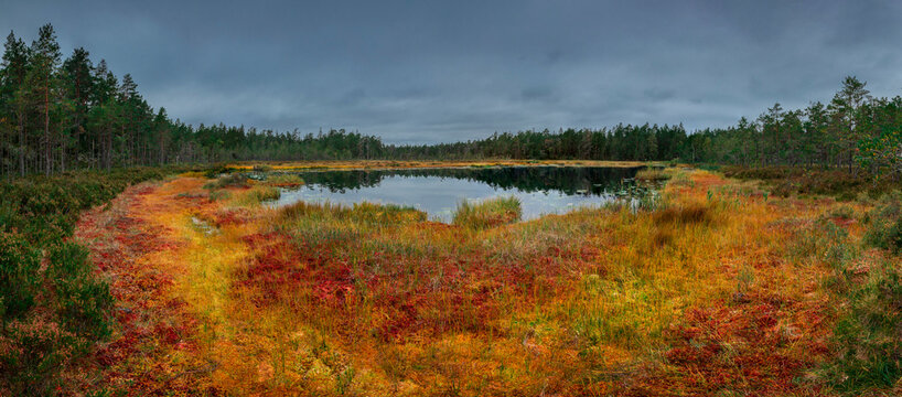 Mosse Bilder Durchsuchen 11,267 Archivfotos, und