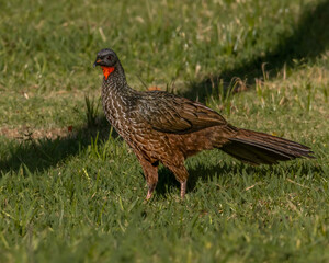 A big bird wandering around the lawn