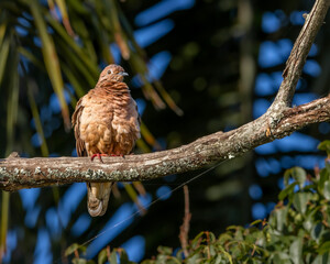A small dove enjoying the morning sun in the woods